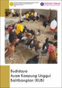 Image of Budidaya Ayam Kampung Unggul Balitbangtan (KUB)